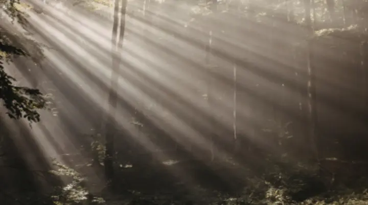 Lichtrahlen fallen auf Bäume im Wald | © canva