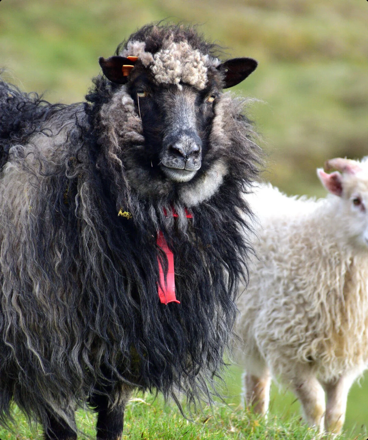 zwei Schafe: schwarz und weiß | © Verena Schmidt