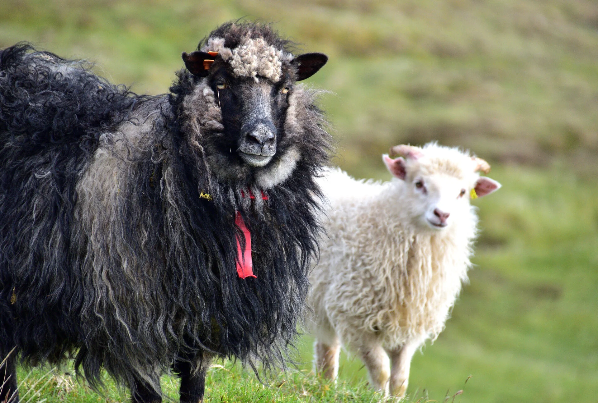 zwei Schafe: schwarz und weiß | © Verena Schmidt