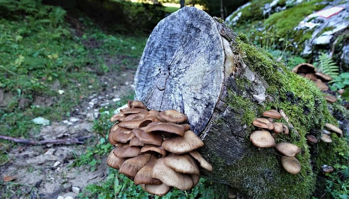 © Alpingruppe Ü40 DAV Sektion Schwaben