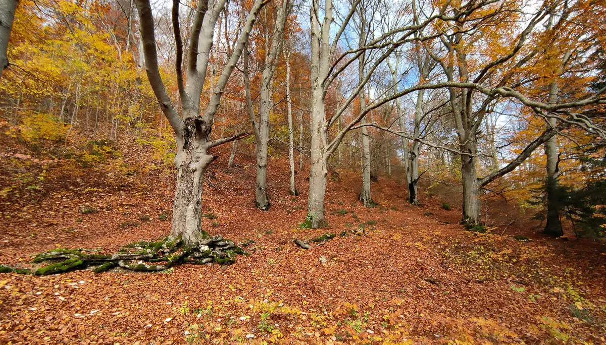 © BG Calw