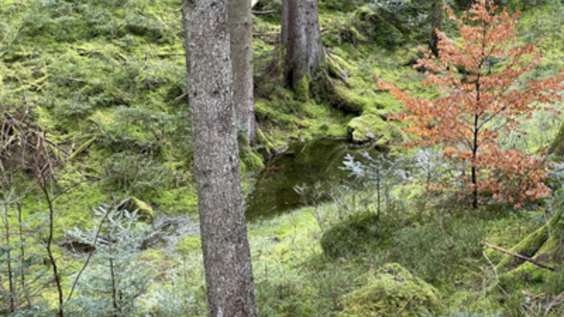 Waldbaden | © Thomas Neugebauer