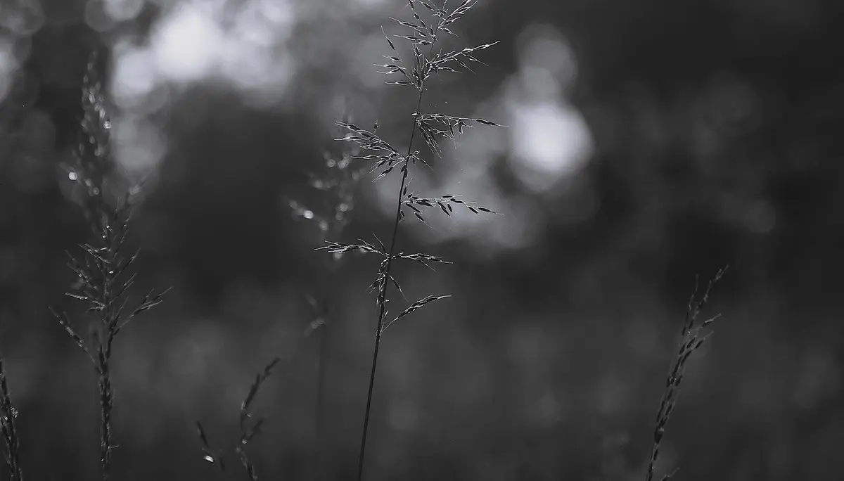 © Clemens