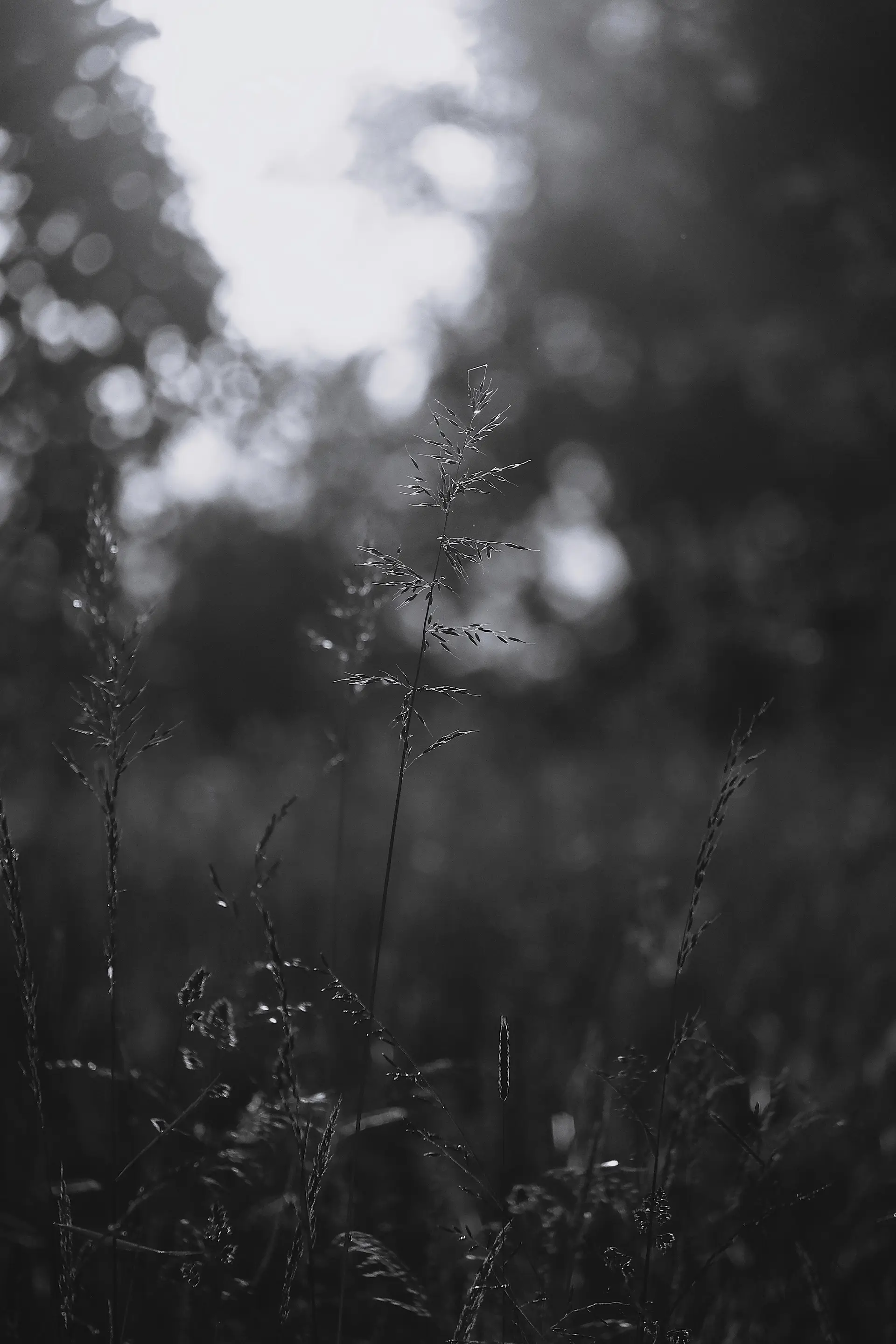 © Clemens