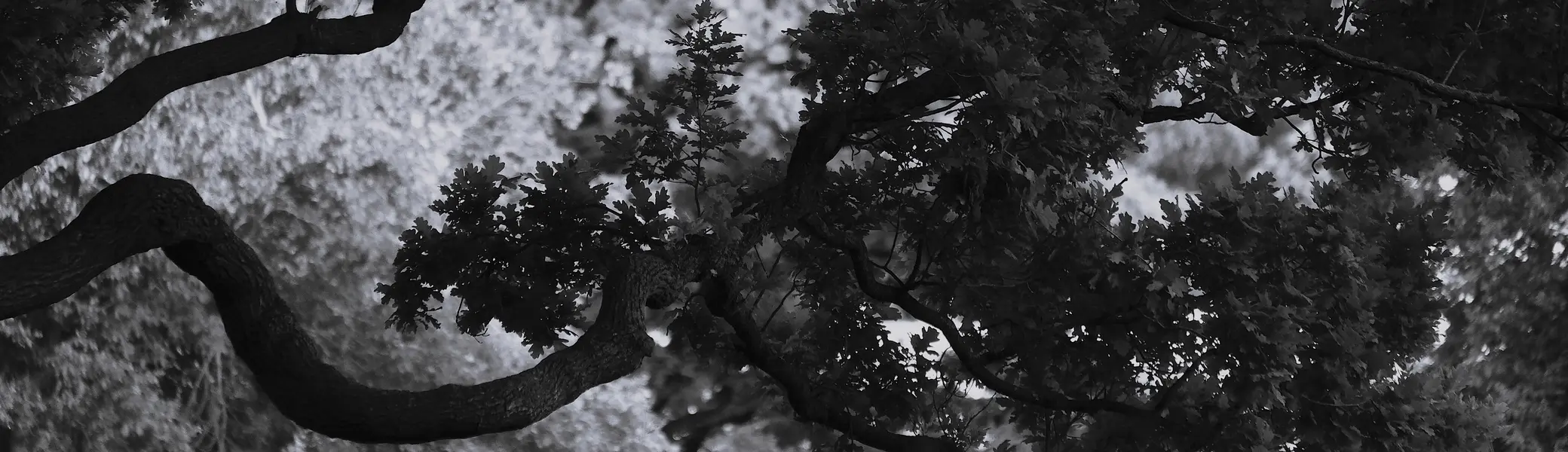 © Clemens