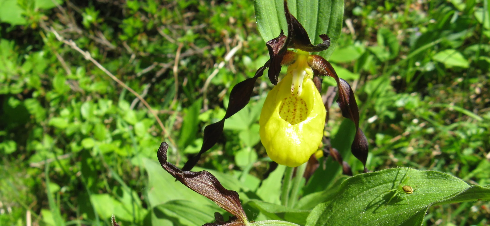 das Bild zeigt den gelben Frauenschuh, eine der prächtigsten und seltensten wildwachsenden Orchideenarten Europas | © Gruppe Natur und Umwelt