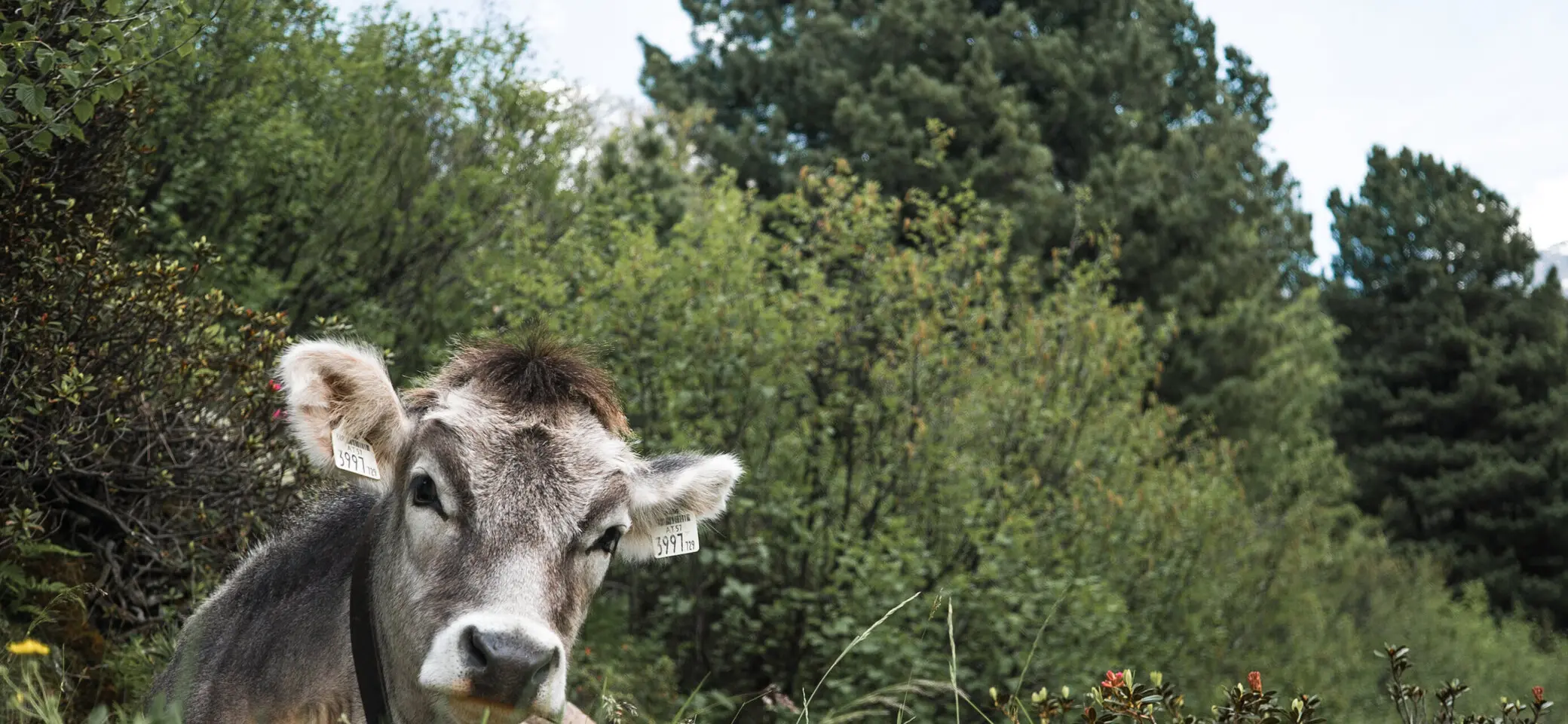 Eine Kuh liegt vor Büschen | © DAV/Marcel Dambon
