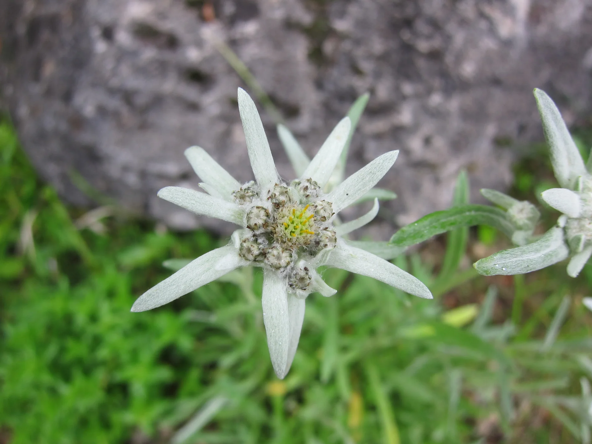 Nahaufnahme: ein Edelweiß in den Bergen | © DAV Archiv